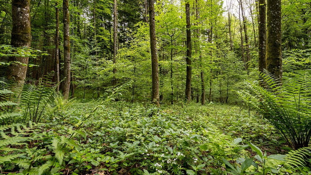 Foresta temperata