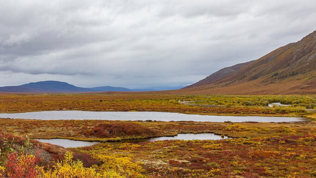 Tundra