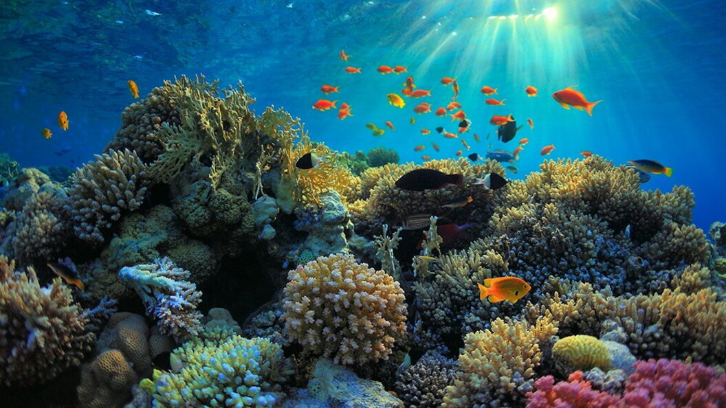 Barriera corallina