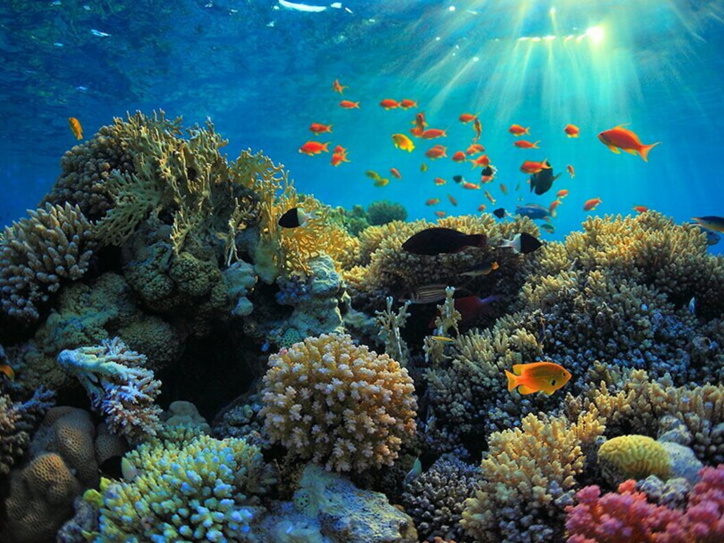 Barriera corallina