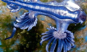 Blue Dragons: beautiful yet dangerous creatures invading the coasts