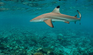 A sea of toothless sharks