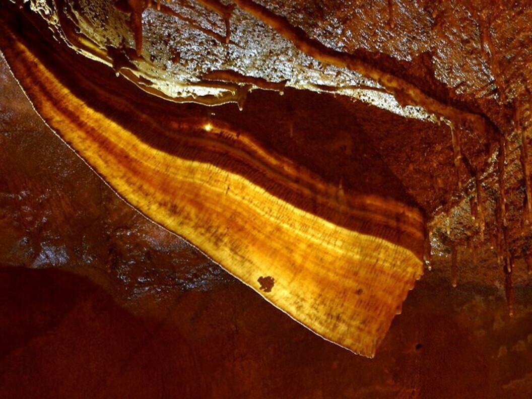 Concezione “fetta di pancetta”