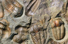 Fossils