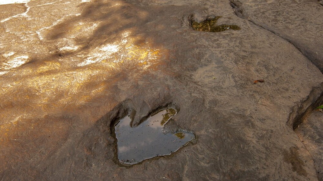 Impronte di dinosauro