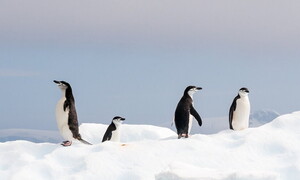 I pinguini aiutano a formare le nuvole in Antartide: una scoperta sorprendente