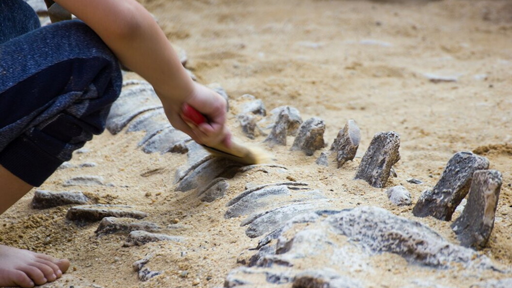 Paleontologi al lavoro