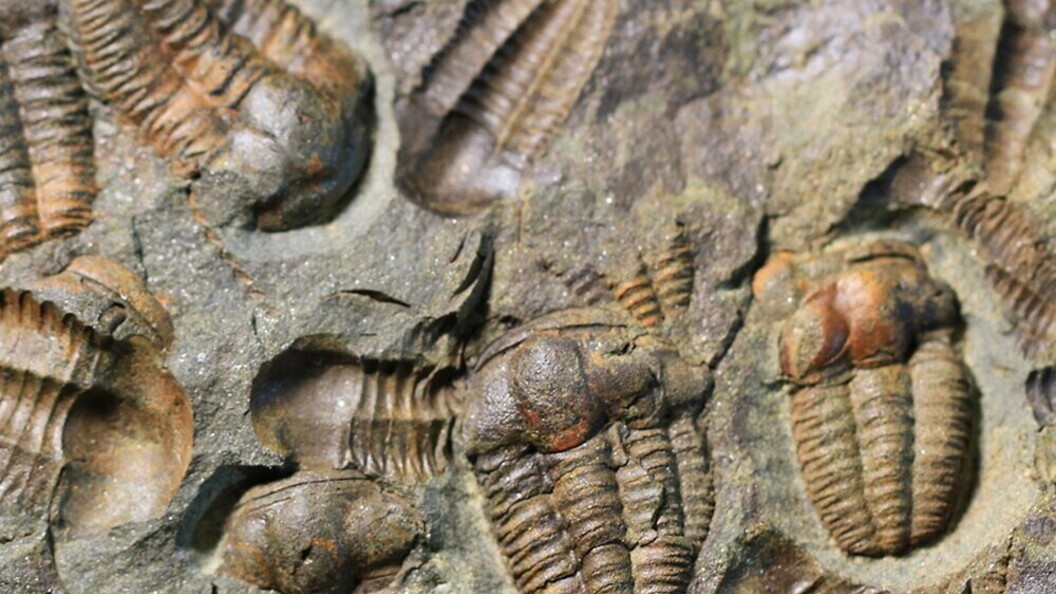 Trilobiti