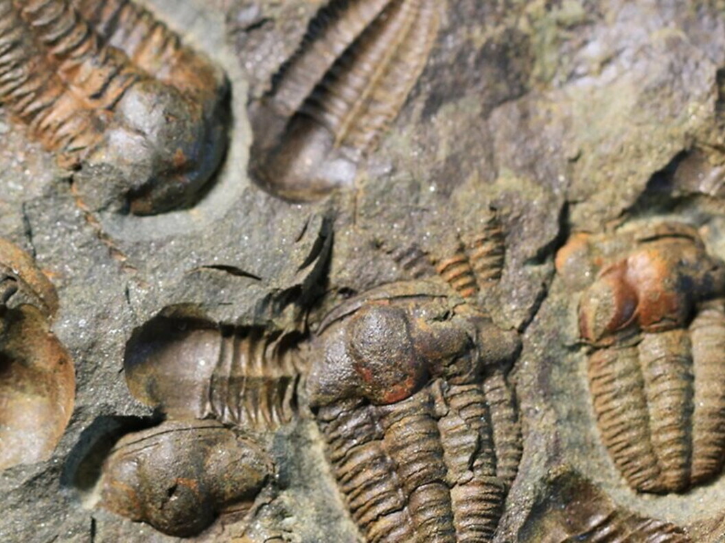 Trilobiti