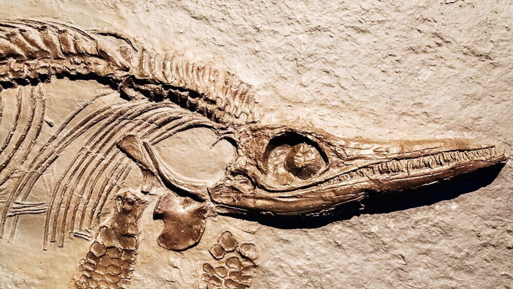 Ittiosauro