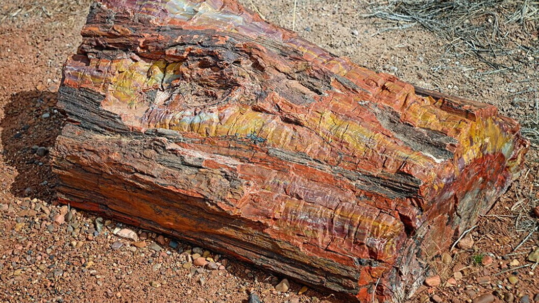 Tronco fossile