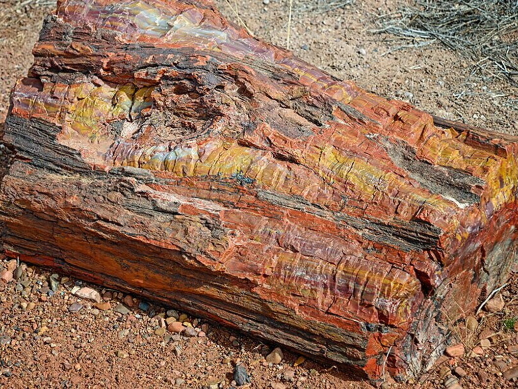 Tronco fossile