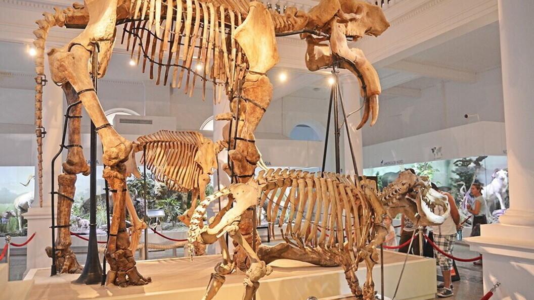 Ricostruzione nel museo