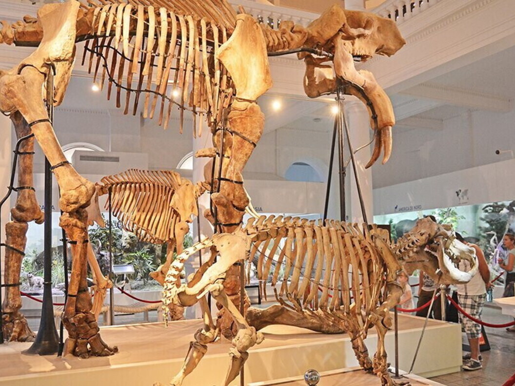 Ricostruzione nel museo