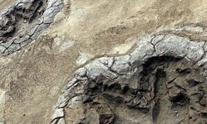Orme fossili svelano un sorprendente comportamento dei dinosauri