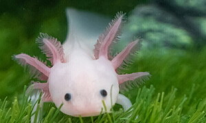 Il superpotere dell’axolotl