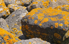 Fungi and the environment 