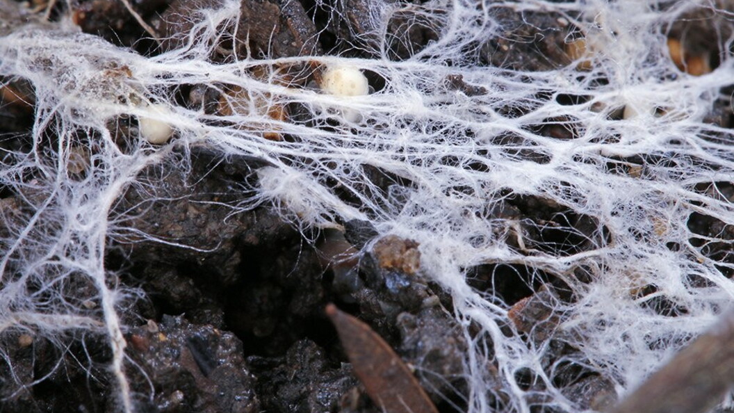 Micelio nel terriccio