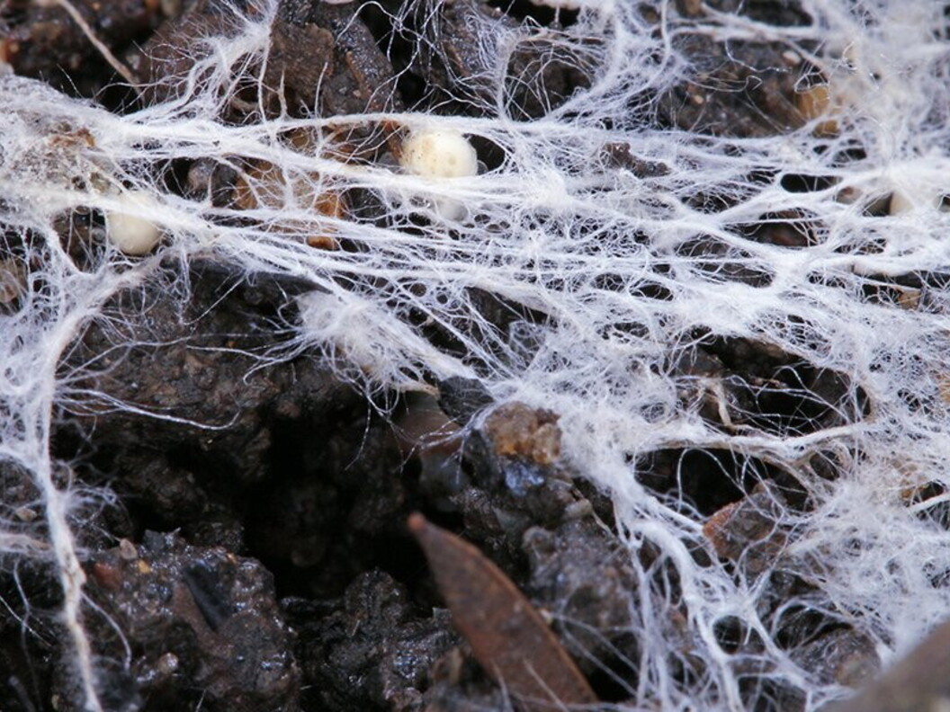Micelio nel terriccio