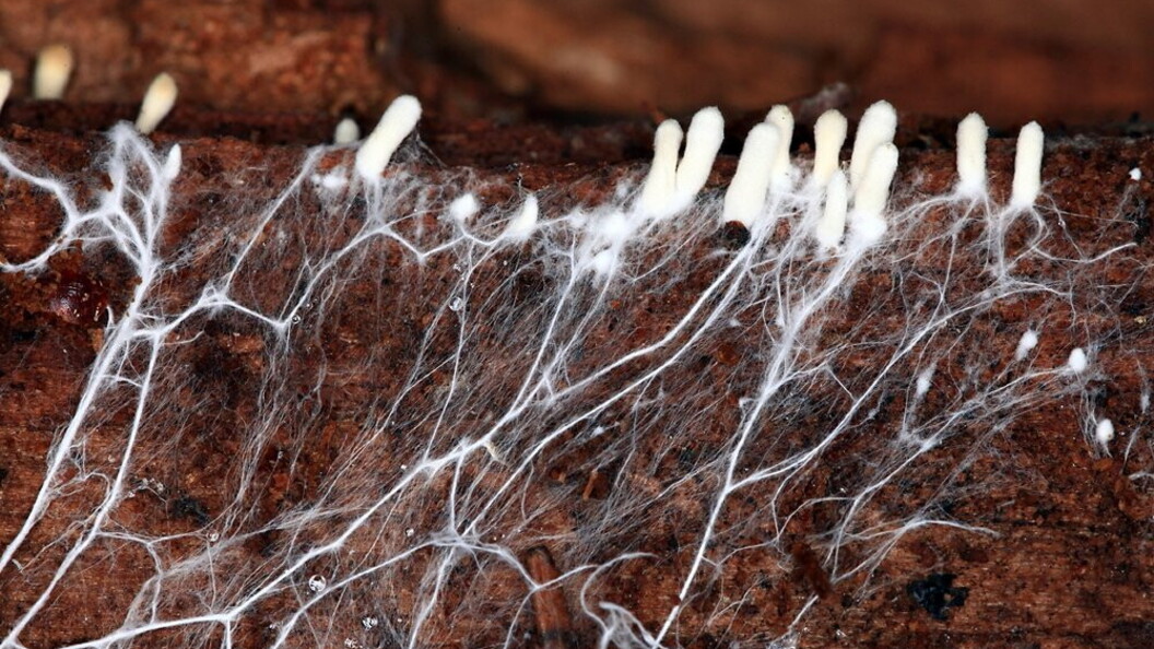 Micelio e corpi fruttiferi