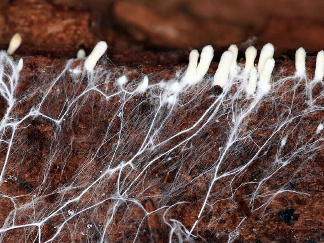 Micelio e corpi fruttiferi