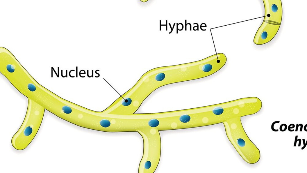 Struttura del micelio