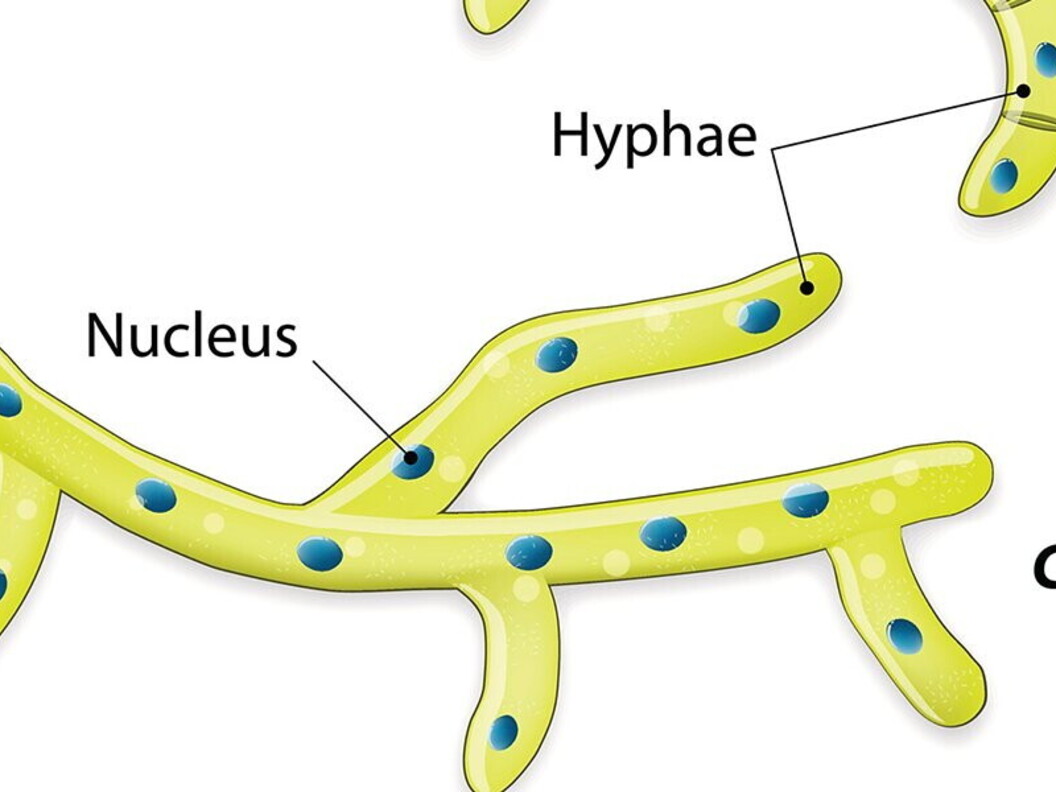 Struttura del micelio