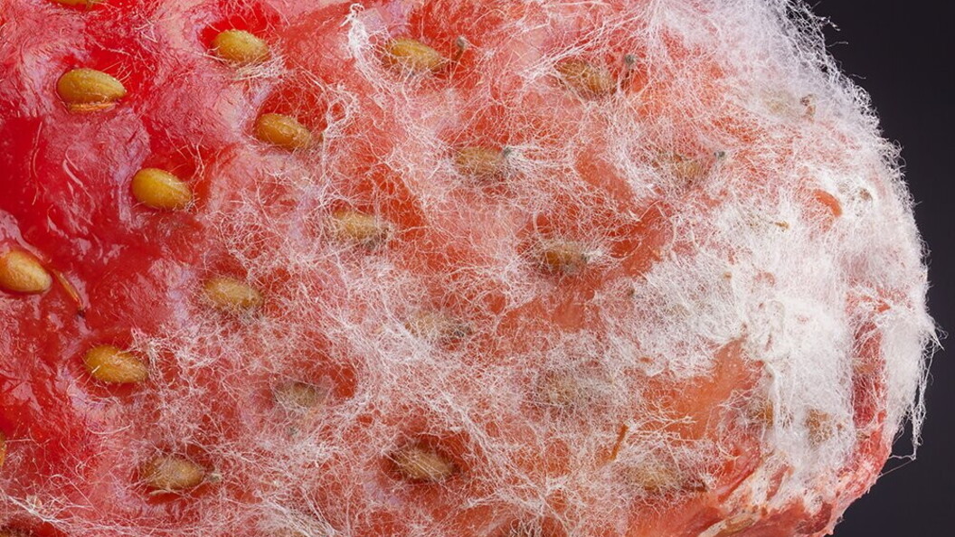 Muffe su fragola