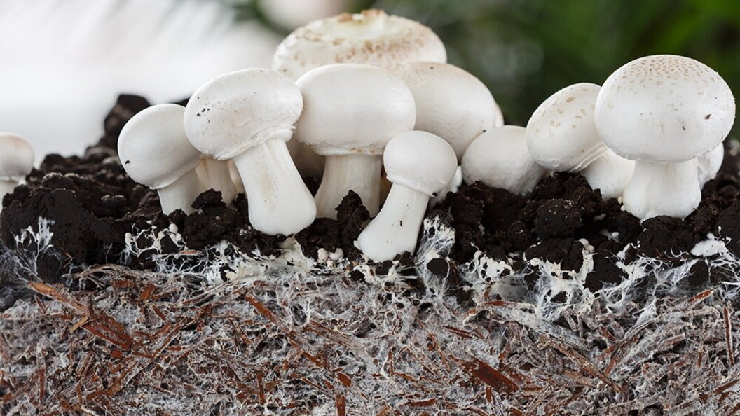 Micelio e sporofori maturi