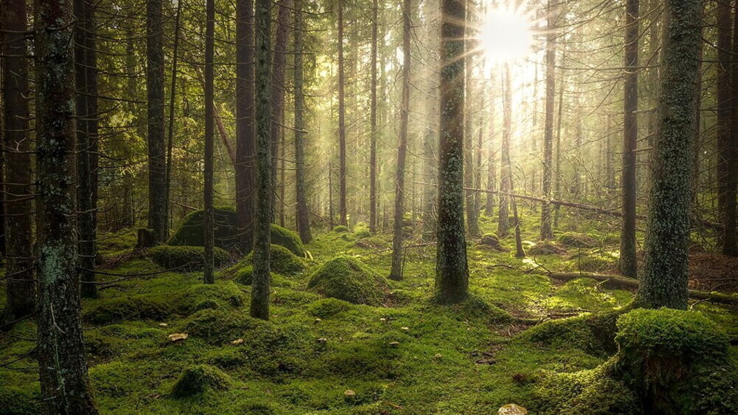 Foresta