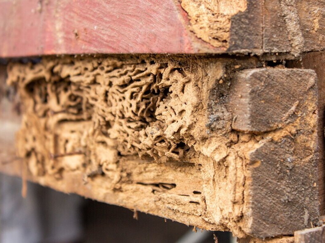 Funghi decompongono il legno