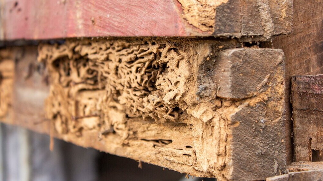 Funghi decompongono il legno