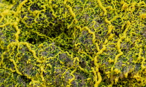 Si può essere intelligenti senza cervello?