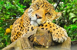 A treasure trove of biodiversity