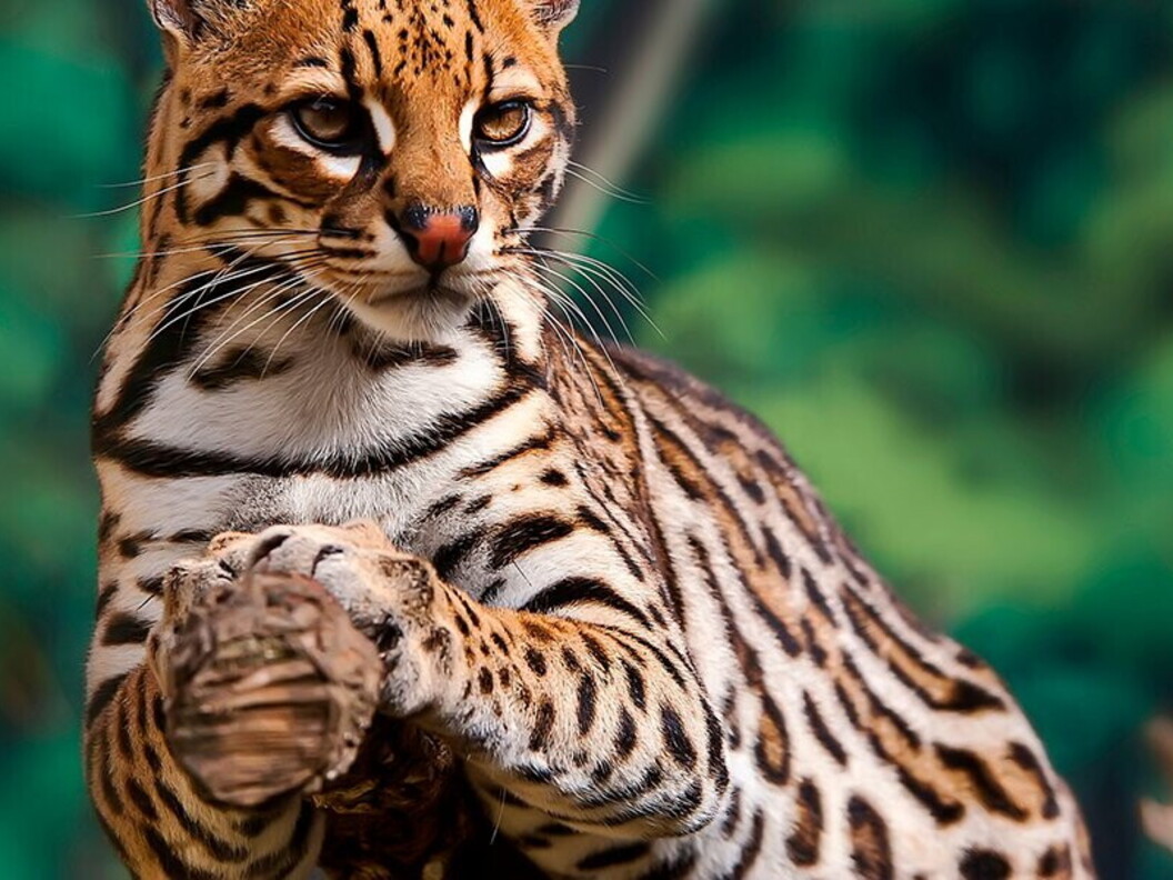 Ocelot