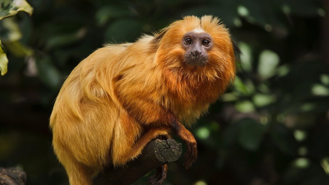Scimmia tamarino
