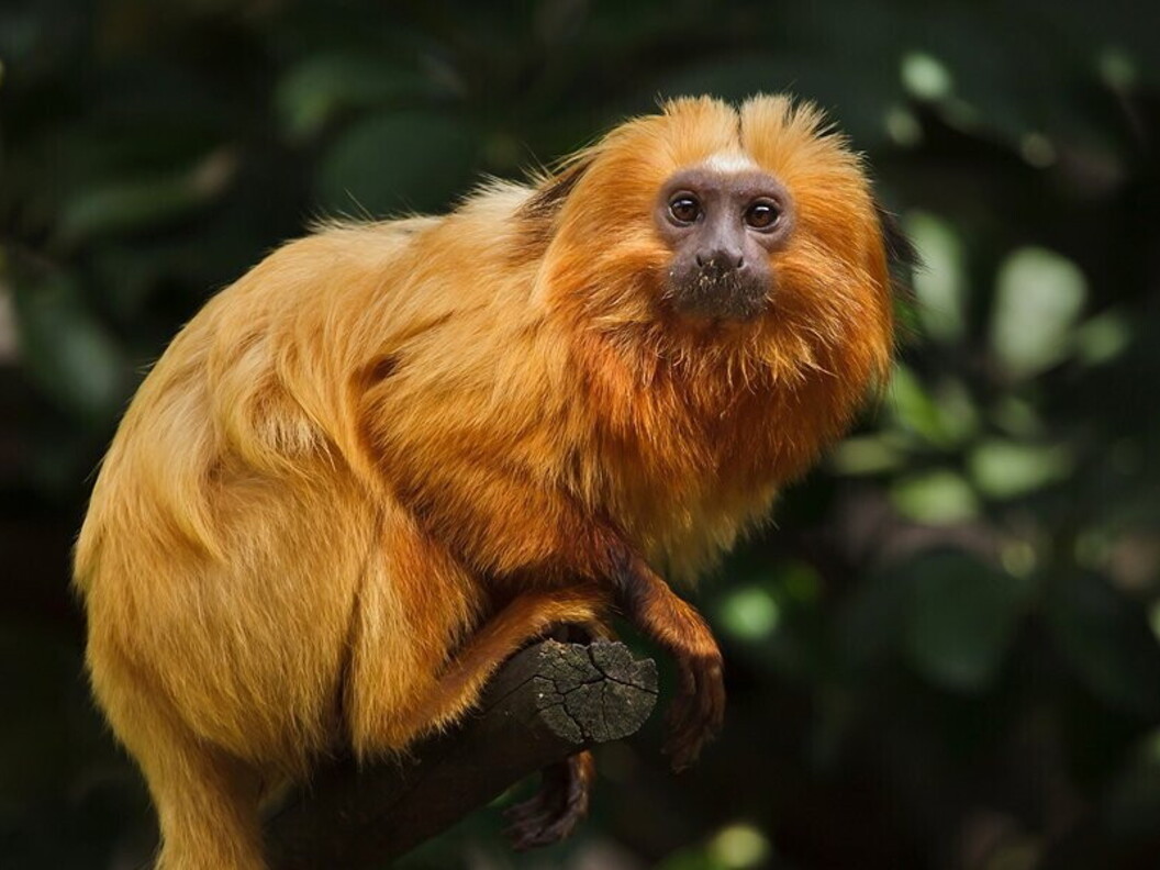 Scimmia tamarino
