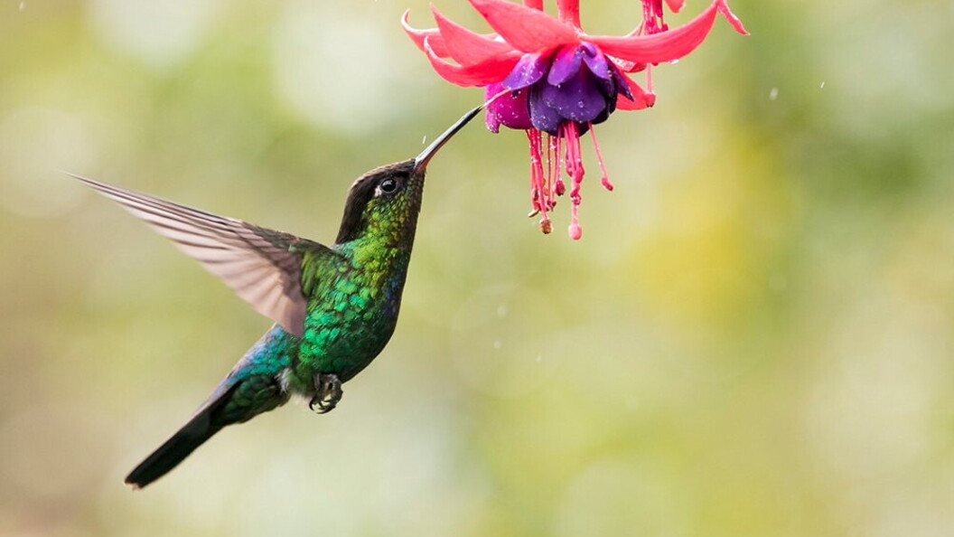 Colibrì gola rossa