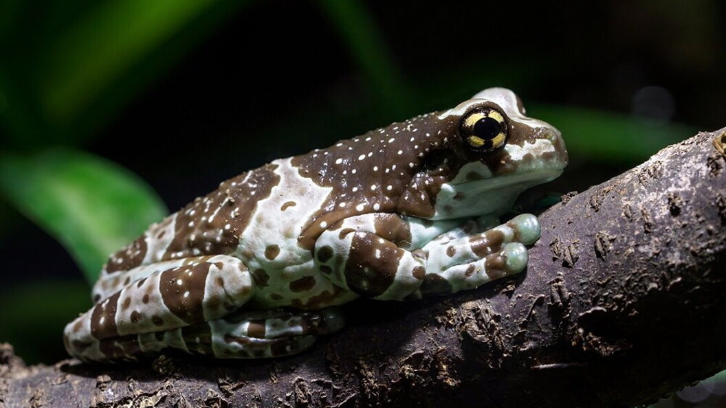 Trachycephalus resinifictrix