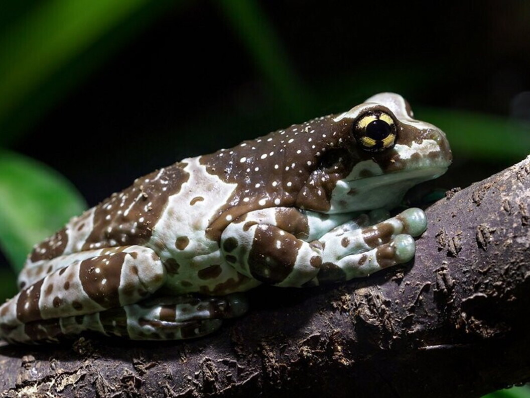 Trachycephalus resinifictrix