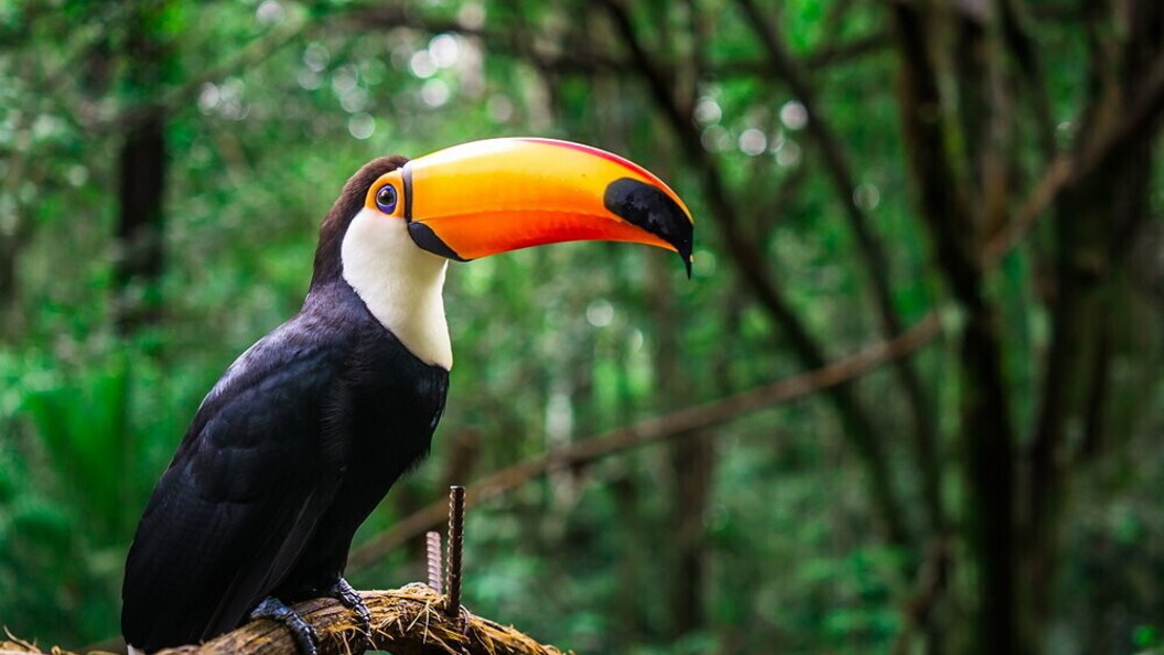 Tucano