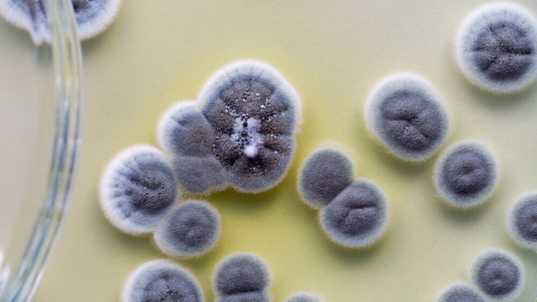 Penicillium