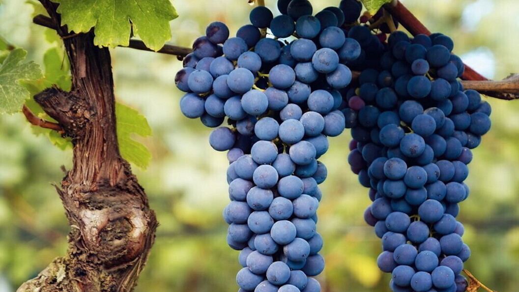 Uva da vino