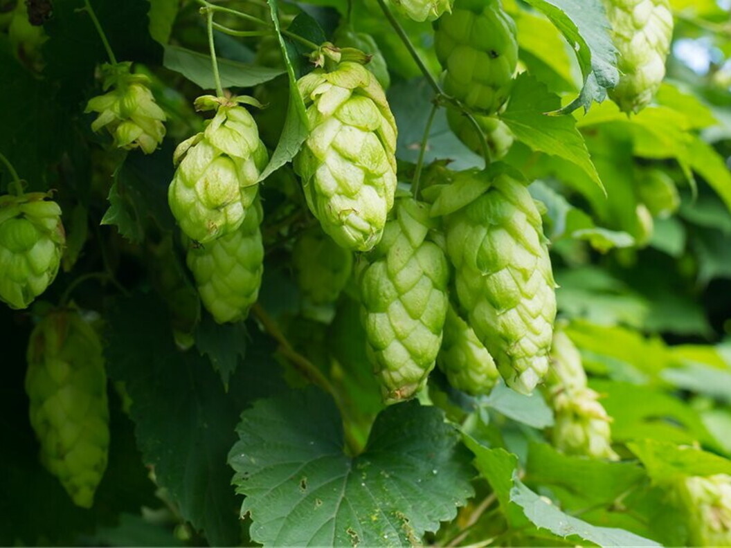 Luppolo per la birra