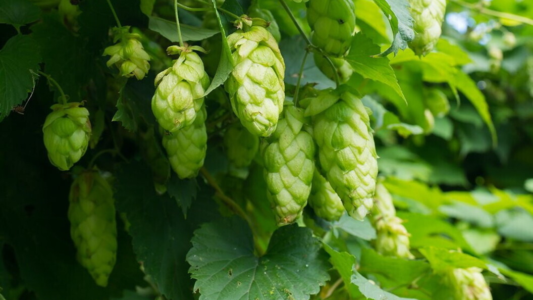Luppolo per la birra