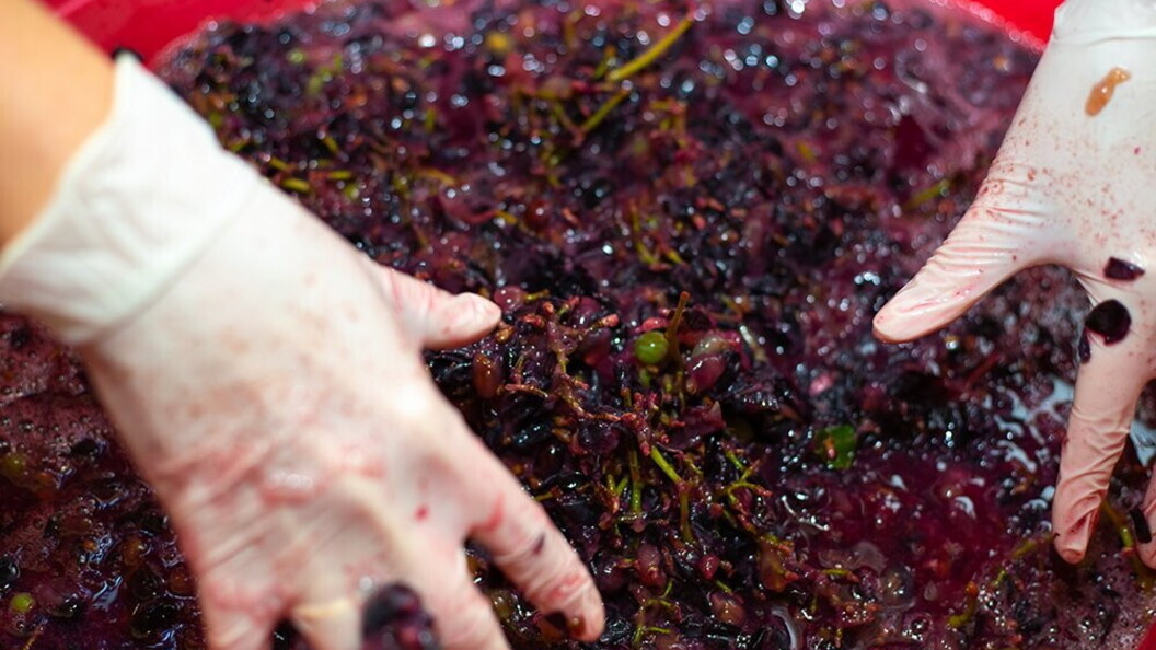 Il mosto d’uva