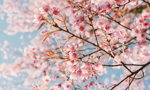 Bentornata primavera