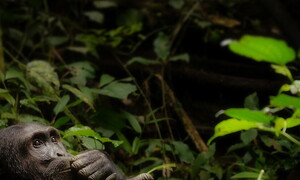 Addio a Jane Goodall: una vita dedicata agli scimpanzé e alla natura