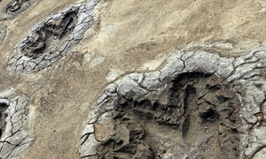 Orme fossili svelano un sorprendente comportamento dei dinosauri