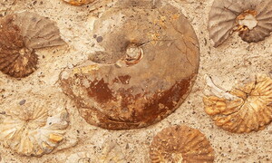 I Neanderthal e la passione per il collezionismo